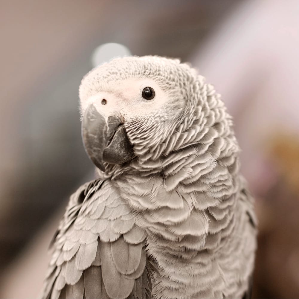 Avian & Exotic Pet Services, exotic animal vet in Dallas