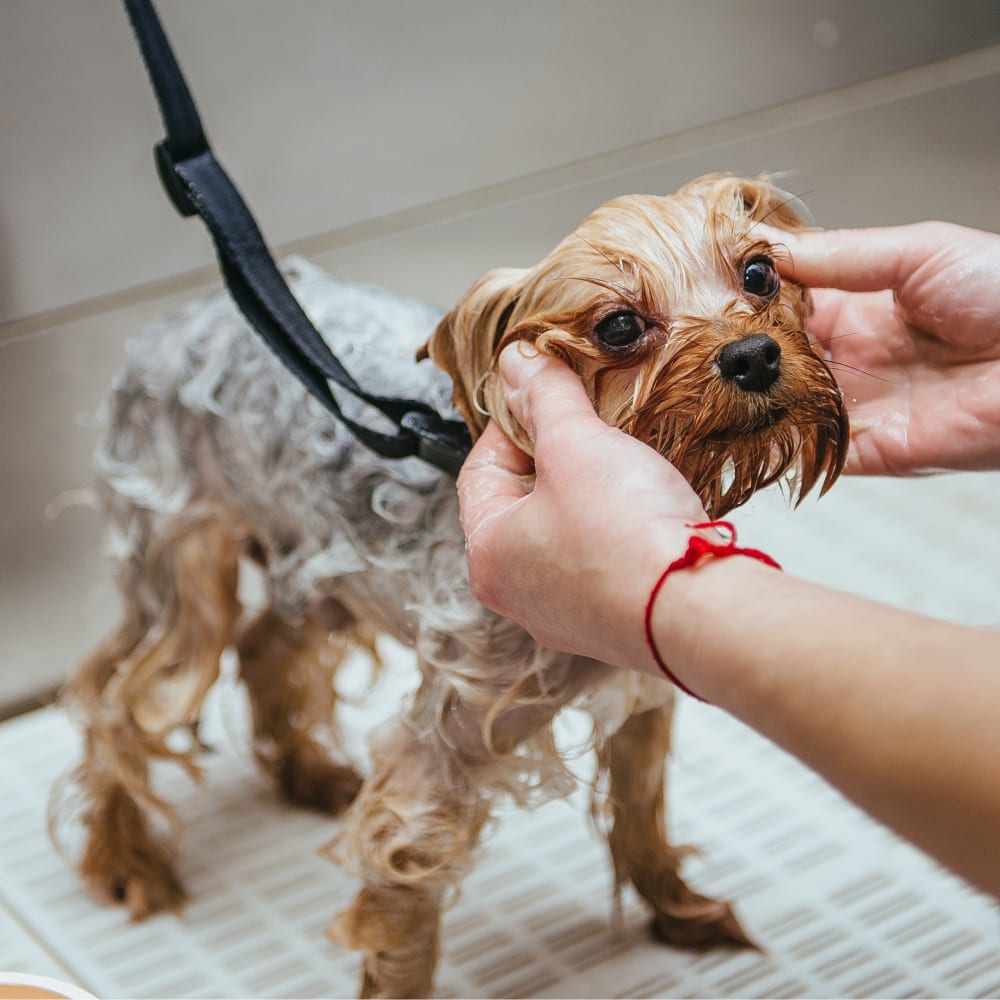 Pet Bathing, Cat & Dog Grooming in Dallas