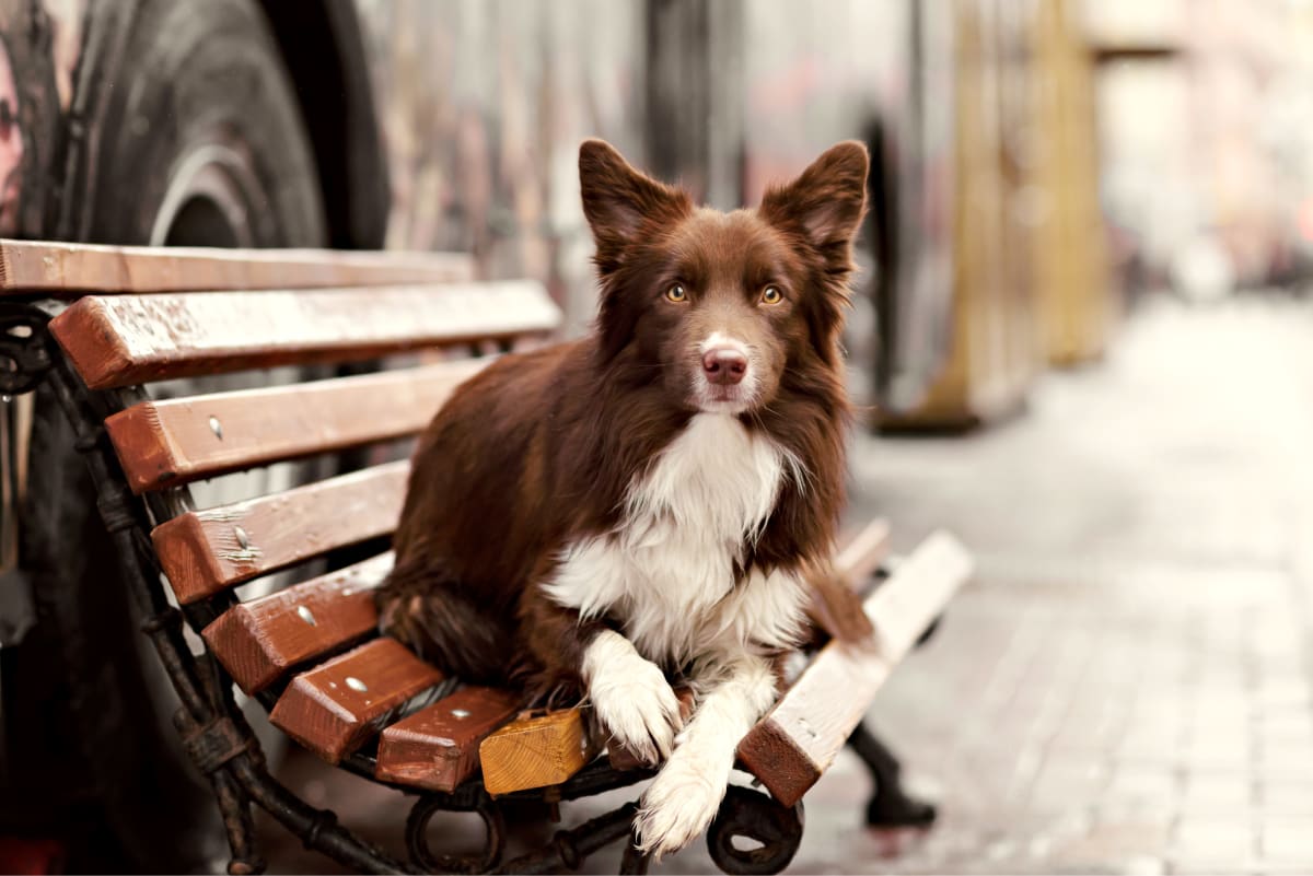 Welcome to North Tollway Pet Hospital | Dallas vet Welcome to North Tollway Pet Hospital | Dallas vet
